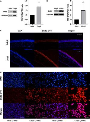 E3 ligase RNF5 inhibits type I interferon response in herpes simplex virus keratitis through the STING/IRF3 signaling pathway